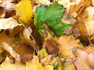Background - yellow leaves on the ground./
Background - autumn fallen leaves on the ground.