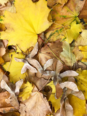 Background - yellow leaves on the ground./
Background - autumn fallen leaves on the ground.