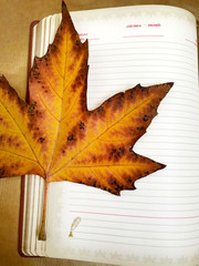 Yellow maple leaf and notepad./
Autumn yellow brown kden leaf and notebook.