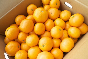 産地直送箱入りみかん - Fresh mandarin oranges from farm in the box