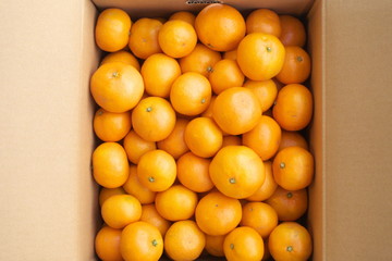 産地直送箱入りみかん - Fresh mandarin oranges from farm in the box