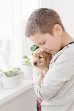 Caucasian boy holding english cocker spaniel puppy