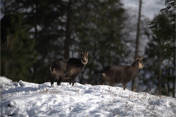 Zwei Gamsgeissen im Schnee