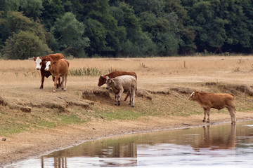 Obraz premium Five cows on edge of river