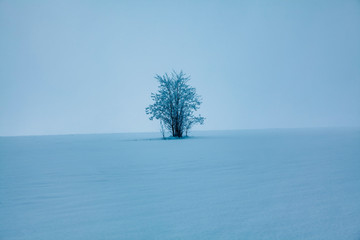 winter landscape with single tree on the snow