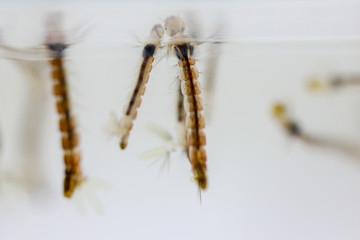 Mosquito (Mosquito Larva) in the order Diptera, Anopheles sp. (Mosquito Larva) in the water for education.