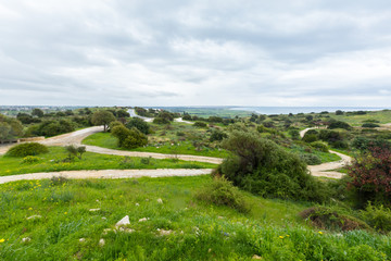 natural green trees and bushes background with path