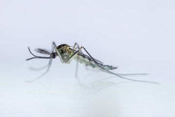 Mosquito (Mosquito Larva) in the order Diptera, Anopheles sp. (Mosquito Larva) in the water for...