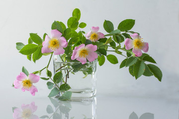 Bouquet of a gentle-pink jasmine in a glass vase on a white background with reflection in a table.