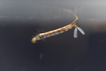 Mosquito (Mosquito Larva) in the order Diptera, Anopheles sp. (Mosquito Larva) in the water for education.