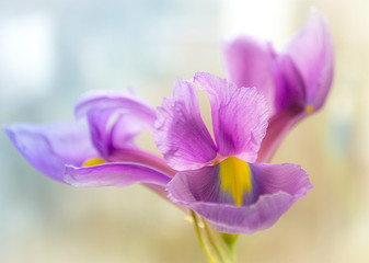 Gentle-pink flower of an iris close up.