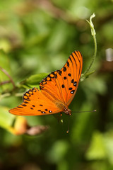 borboleta monarca