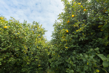 natural green trees and bushes background with path