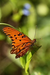 Fototapeta na wymiar borboleta monarca