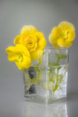 Bouquet of yellow colors in green leaves in a glass vase on a white background with reflection in a table.