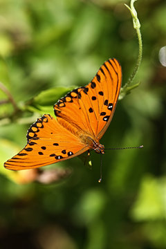 borboleta monarca