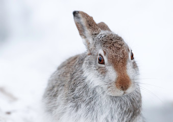 mountain hare (mountain rabbit)