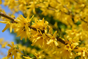 Green-stem forsythia