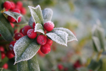 Frost on Holly branch with ripe red berries. Ilex cornuta bush in winter. Christmas or winter background with selective focus
