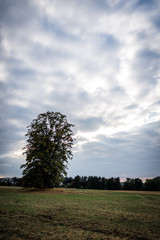 Fototapeta premium Bäume in der Landschaft