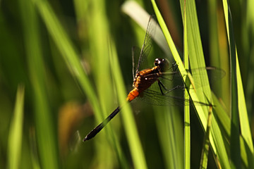 Libélula na vegetação