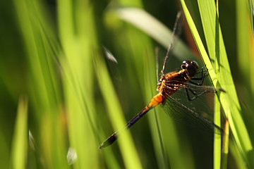 Libélula na vegetação