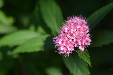 Japanese meadowsweet