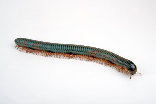 gr&uuml;ner Schn&uuml;rf&uuml;sser - green millipede