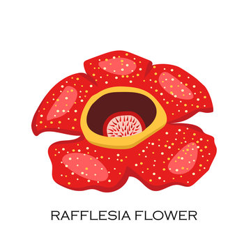 Corpse flower Rafflesia arnoldii . Malaysian symbol