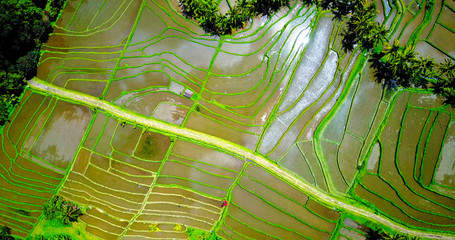 Abstract Aerial View Of Rice Terraces In Jungle Valley - Tegalalang, Indonesia