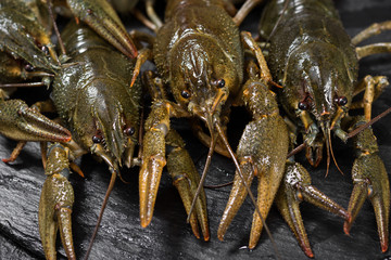 Live crayfish on a cutting Board