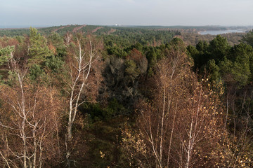 View of the forest, the lake, from the height of Muller. In the national park of Russia Curonian Spit. Autumn, sunny day. Pines and birches with golden leaves are beautifully lit. 