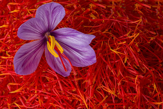 Flowers of saffron after collection. Crocus sativus, commonly known as the "saffron crocus"