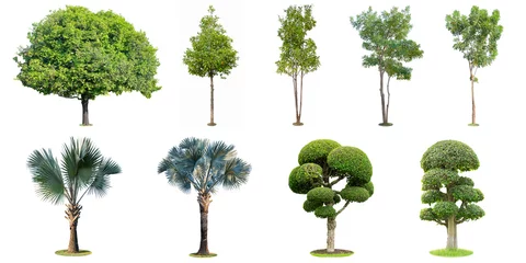 Tuinposter The collection of trees, palm and bonsai tree isolated on white background. Beautiful and robust trees are growing in the forest, garden or park. © Pongsak