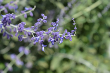 Russian sage