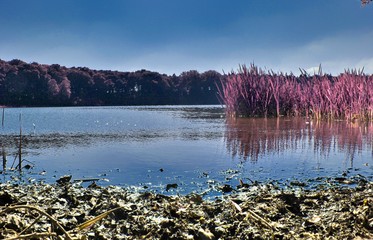 Beautiful fantasy infrared landscape with lots of purpel elements and a deep blue sky