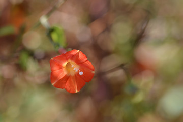 Red morning glory