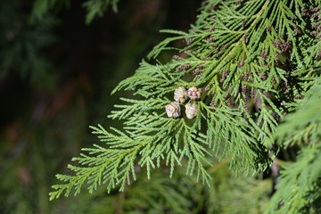 Lawson cypress Kelleris Gold