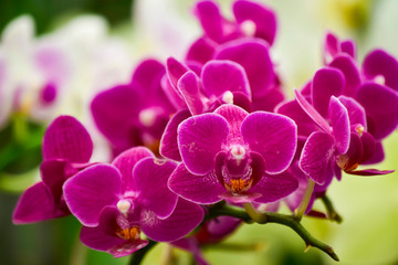 pink Phalaenopsis or Moth dendrobium Orchid flower in winter or spring day tropical garden Floral...