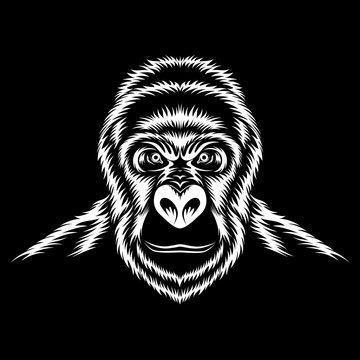 Vector image of a white gorilla on a black background.
