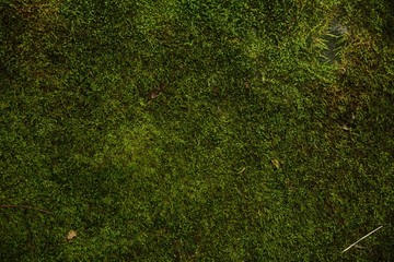 Green moss in stone on background