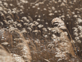 ススキの群生する原っぱ
