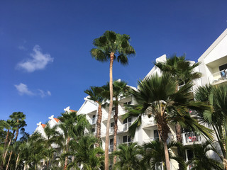 Fototapeta na wymiar Palmtrees in front of building