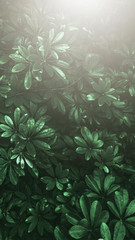 Vertical garden with tropical green leaf, Dark tone with sun light.
