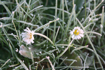 Frost on yellow and white Common daisy flower. Bellis perennis plant in winter   © saratm