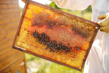 closeup hands of beekeeper hold wooden frame with honeycomb. Collect honey. Beekeeping concept