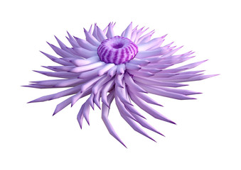 Obraz premium 3D Rendering Sea Anemone on White