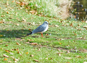 Möwe in der Stadtpark 