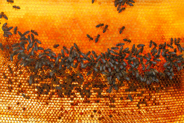 frame for bees close-up in the background of the sun
