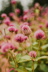 Pink creeping clover